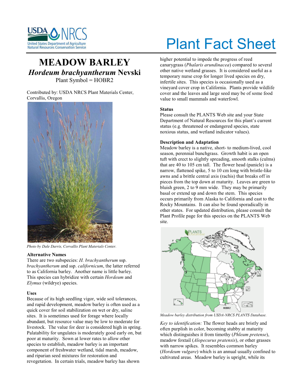 Plant Fact Sheet: Meadow Barley (Hordeum Brachyantherum)