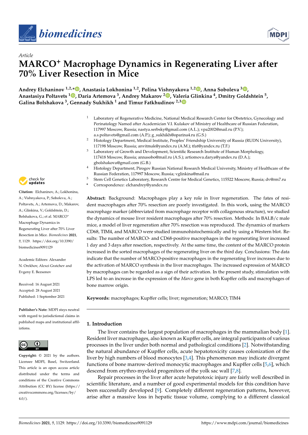 MARCO+ Macrophage Dynamics in Regenerating Liver After 70% Liver Resection in Mice