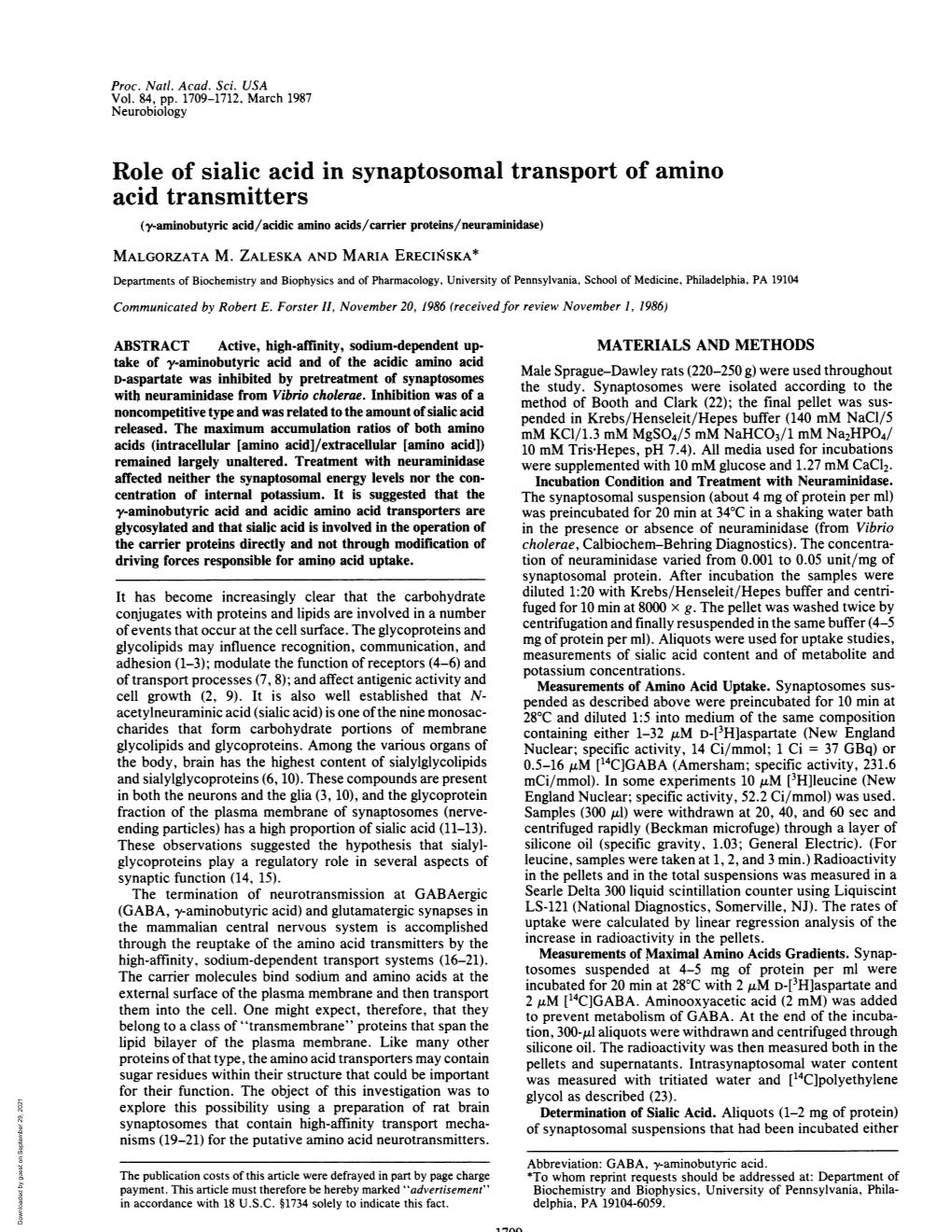 Role of Sialic Acid in Synaptosomal Transport of Amino Acid Transmitters (Y-Aminobutyric Acid/Acidic Amino Acids/Carrier Proteins/Neuraminidase) MALGORZATA M