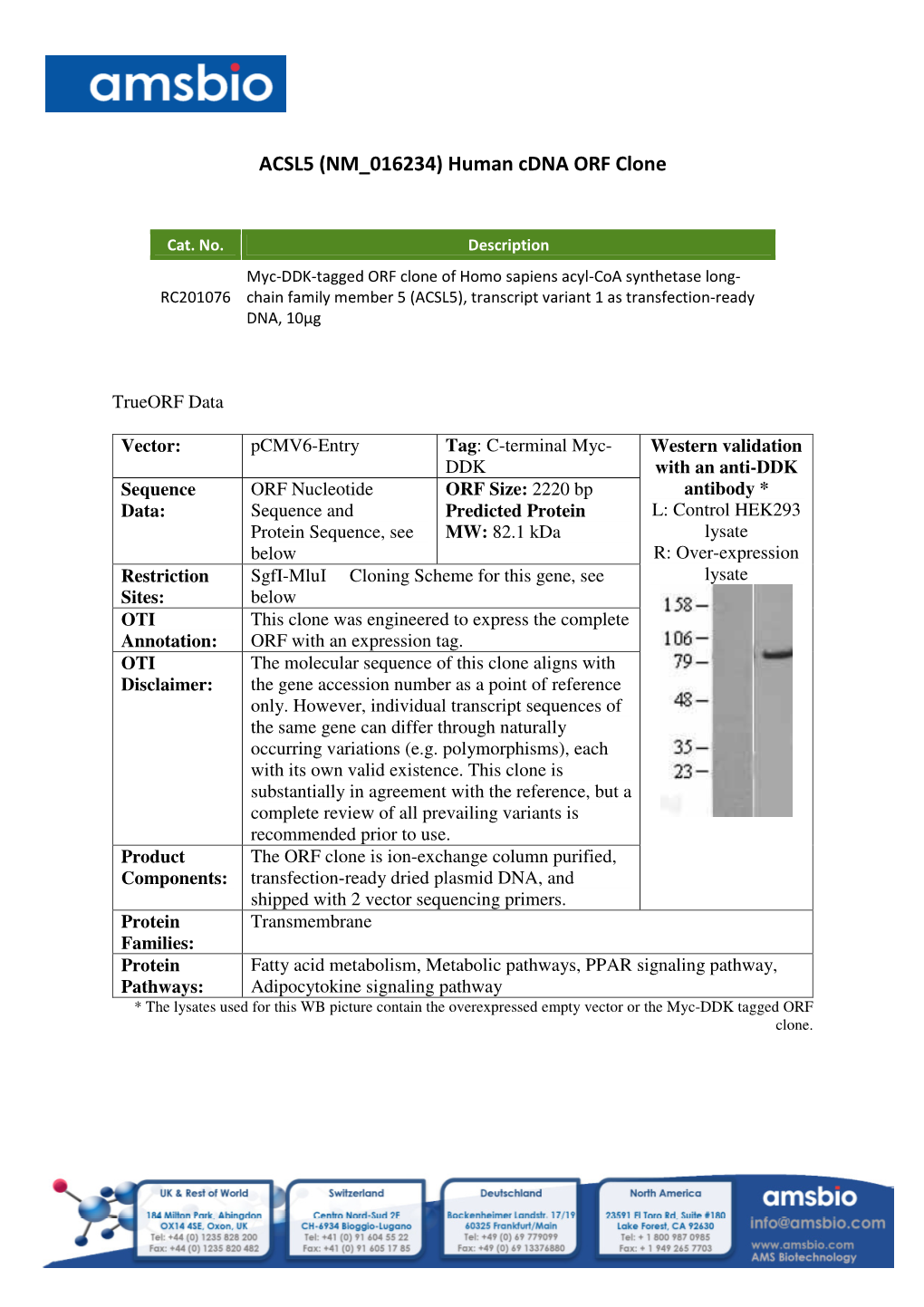 ACSL5 (NM 016234) Human Cdna ORF Clone