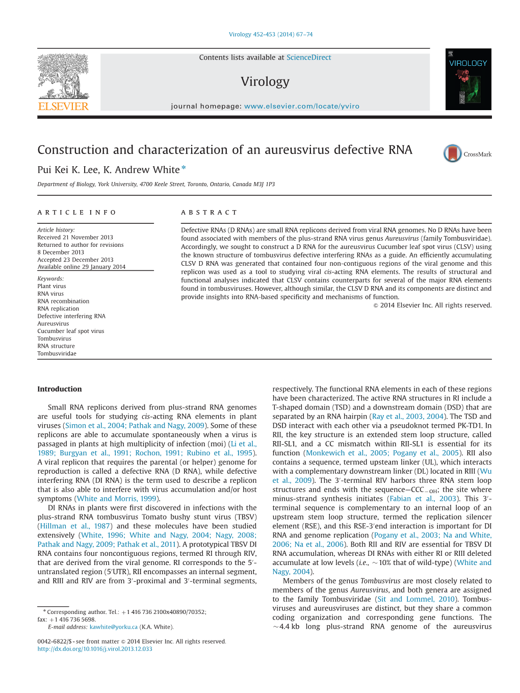 Construction and Characterization of an Aureusvirus Defective RNA