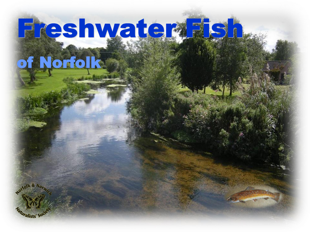 Freshwater Fish of Norfolk Copyright