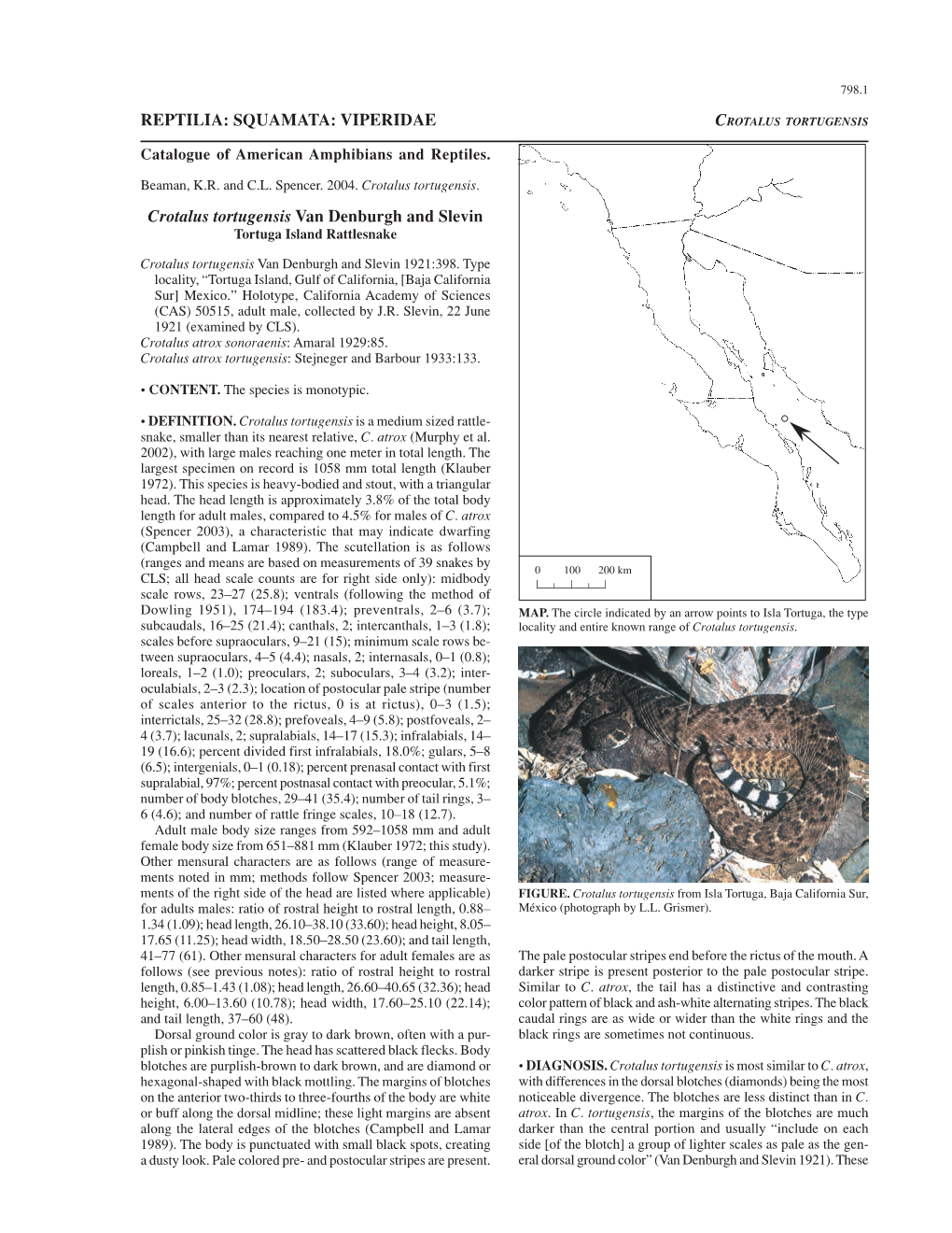 VIPERIDAE Crotalus Tortugensis Van Denburgh and Slevin