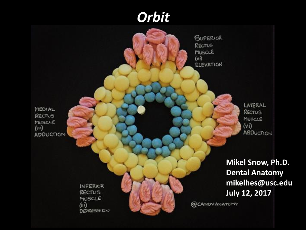 Orbit, Eyelids, and Cranial Nerves III, IV, & VI