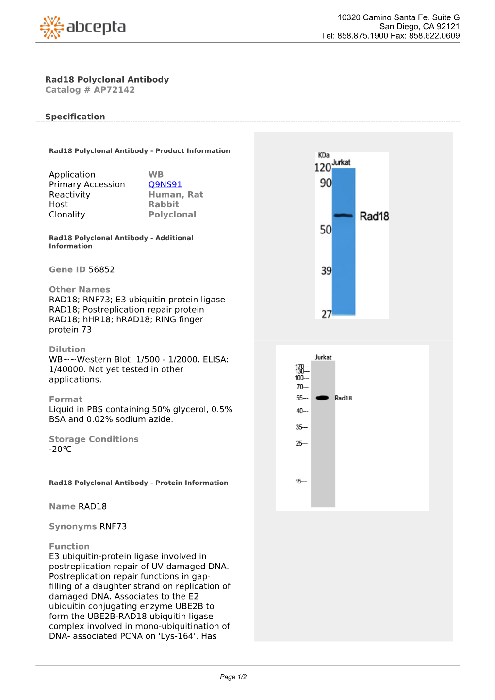 Rad18 Polyclonal Antibody Catalog # AP72142