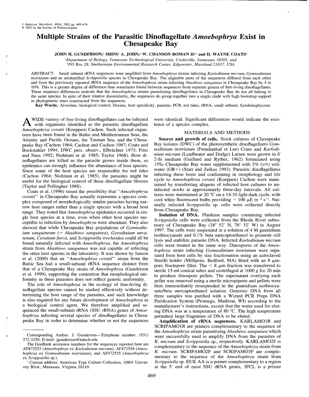 Multiple Strains of the Parasitic Dinoflagellate Amoebophrya Exist in Chesapeake Bay