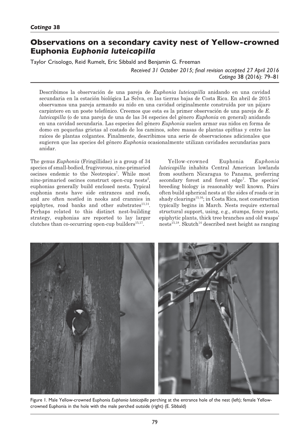 Observations on a Secondary Cavity Nest of Yellow-Crowned Euphonia Euphonia Luteicapilla Taylor Crisologo, Reid Rumelt, Eric Sibbald and Benjamin G