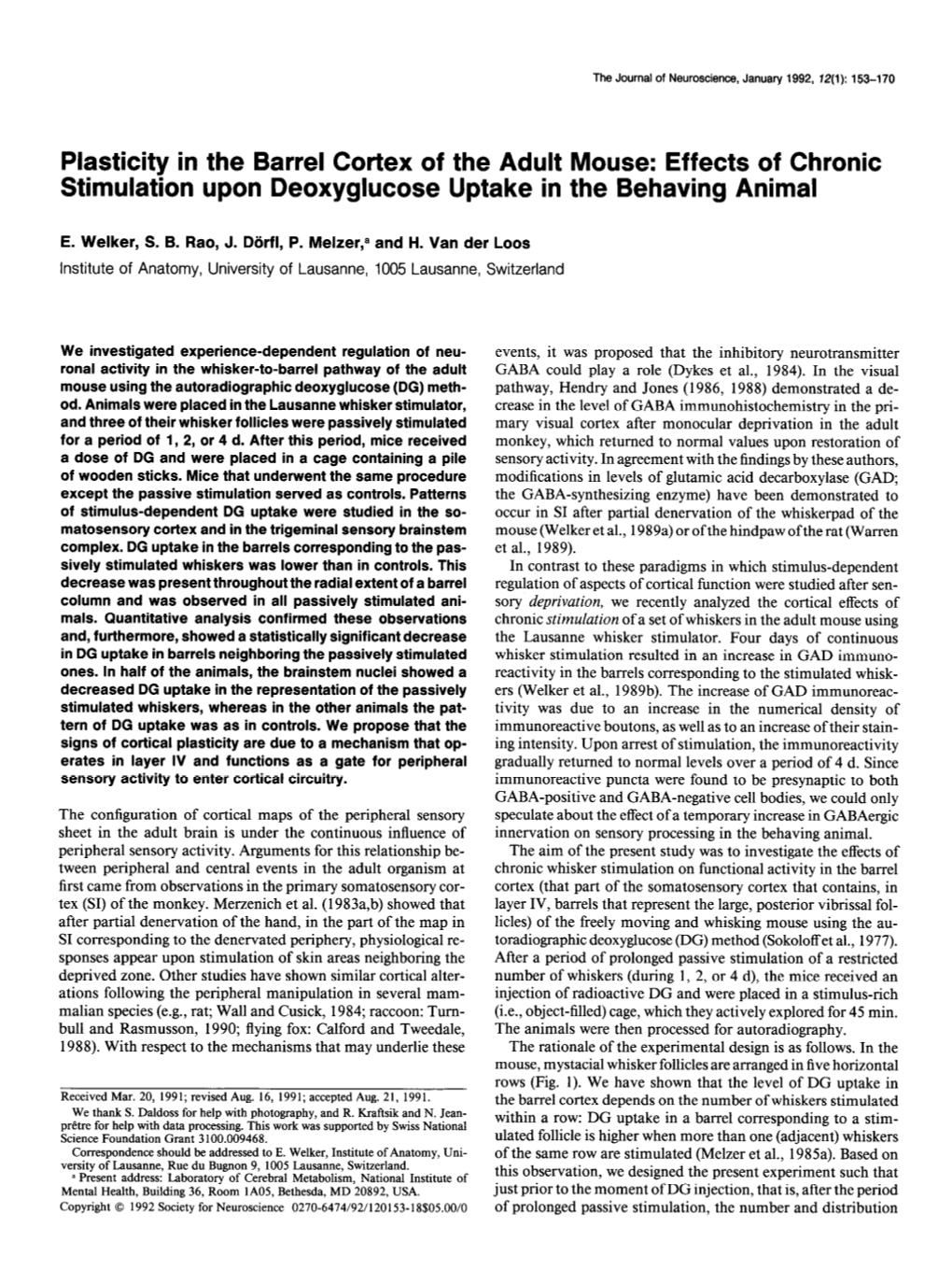 Plasticity in the Barrel Cortex of the Adult Mouse: Effects of Chronic Stimulation Upon Deoxyglucose Uptake in the Behaving Animal