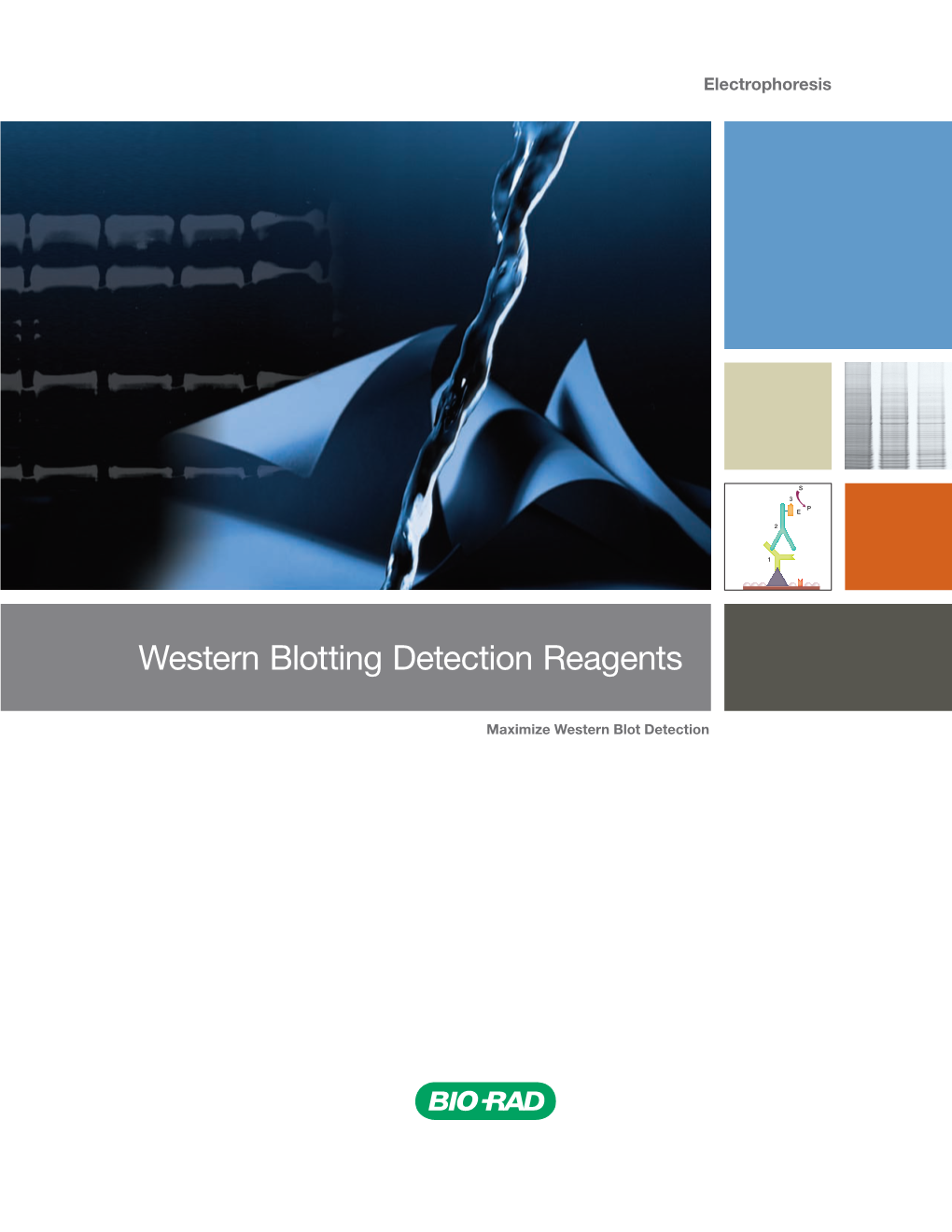 Western Blotting Detection Reagents
