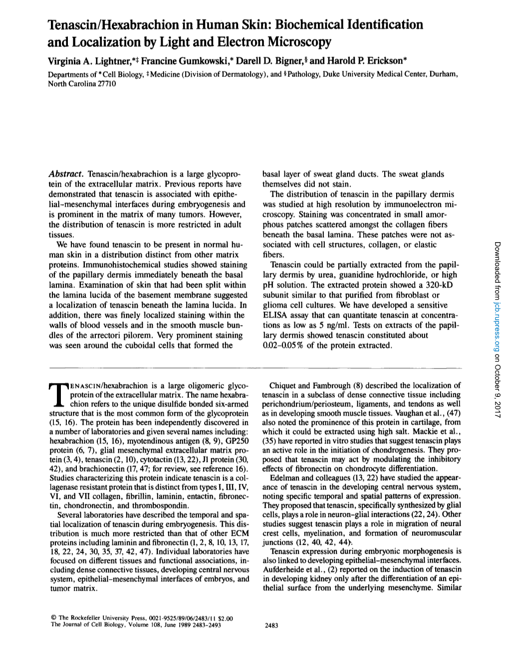 Tenascin/Hexabrachion in Human Skin: Biochemical Identification and Localization by Light and Electron Microscopy Virginia A