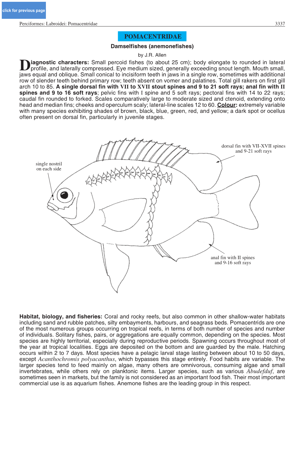 Pomacentridae 3337