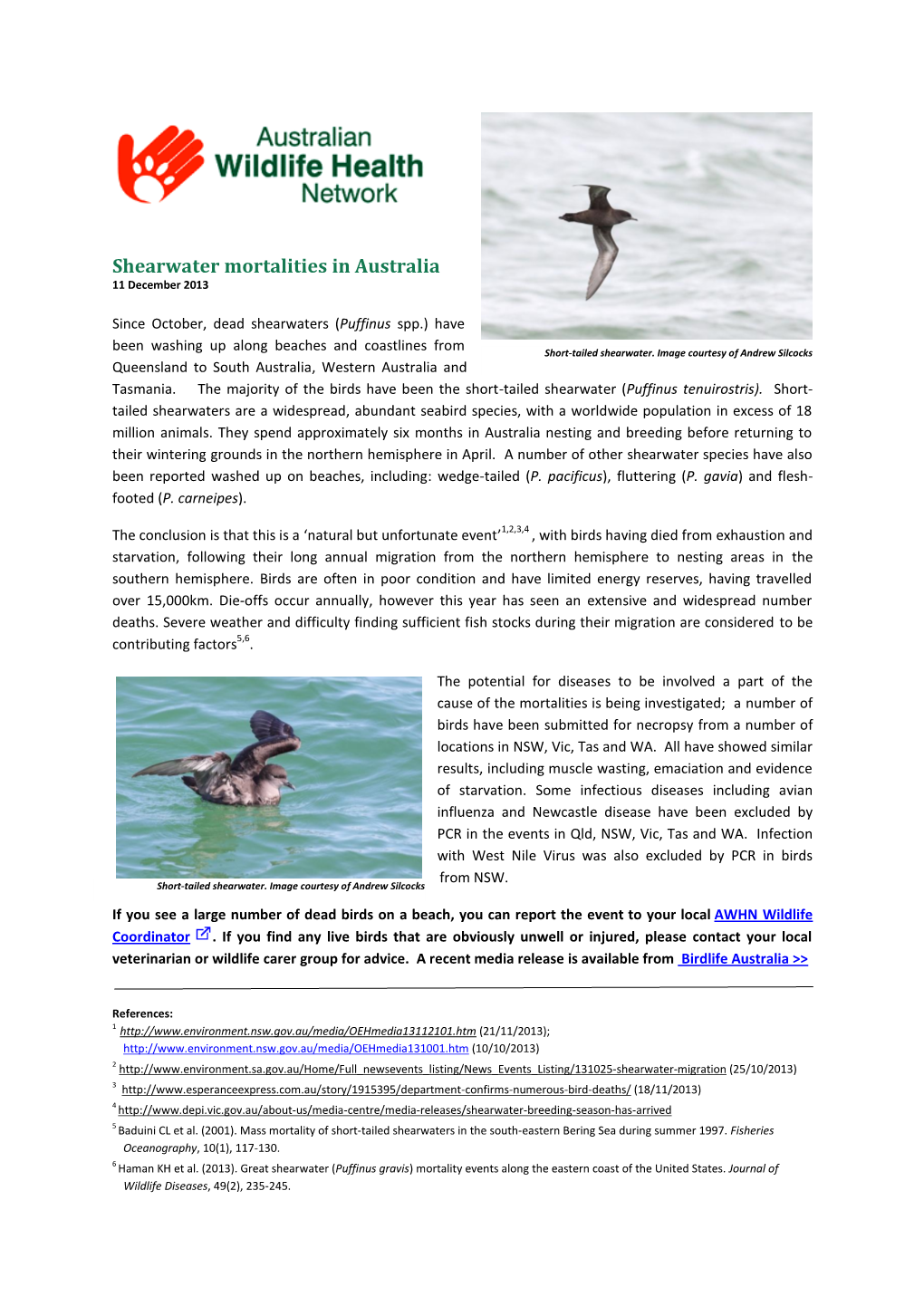 Shearwater Mortalities in Australia 11 December 2013