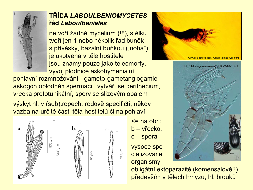 Ascomycota 2 (Pezizomycotina