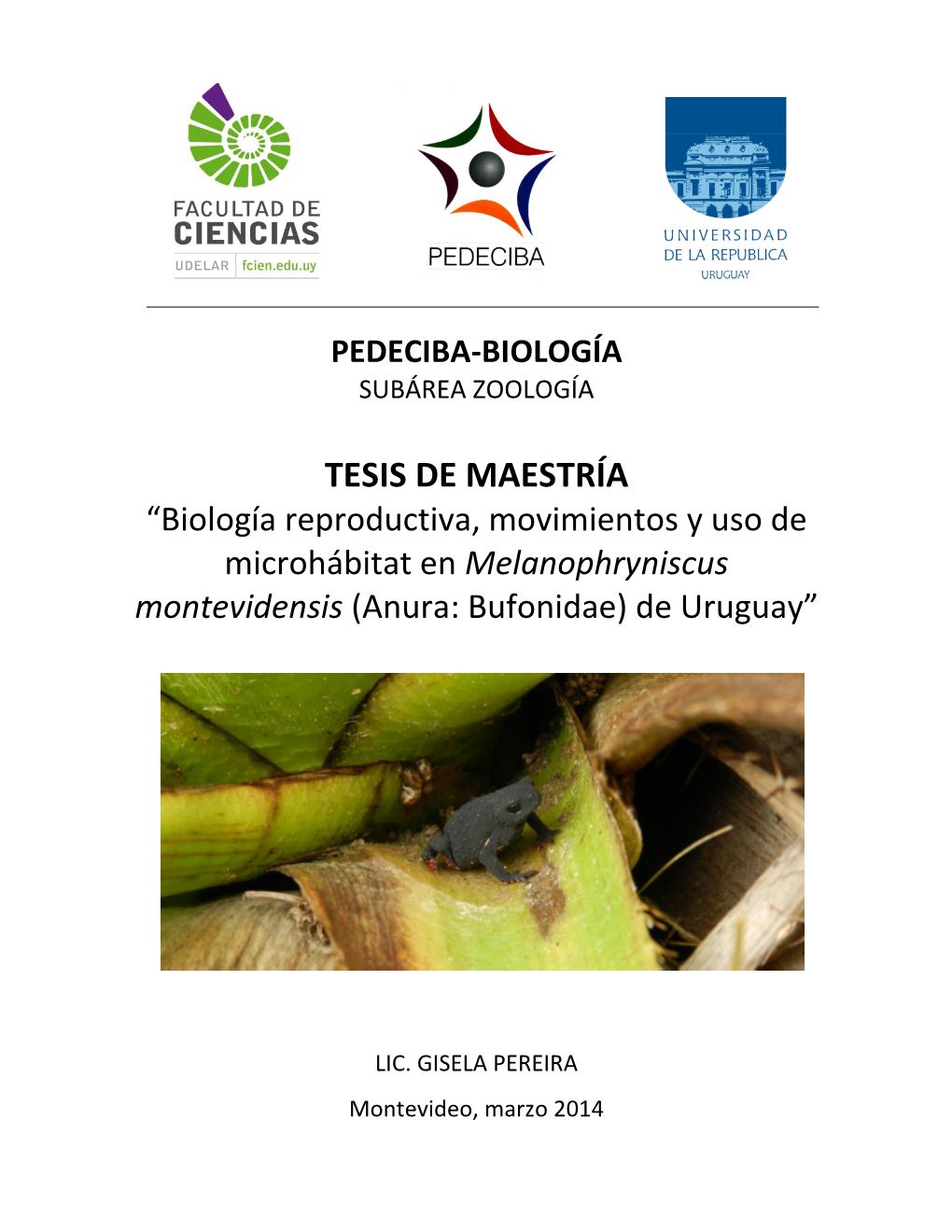 TESIS DE MAESTRÍA “Biología Reproductiva, Movimientos Y Uso De Microhábitat En Melanophryniscus Montevidensis (Anura: Bufonidae) De Uruguay”