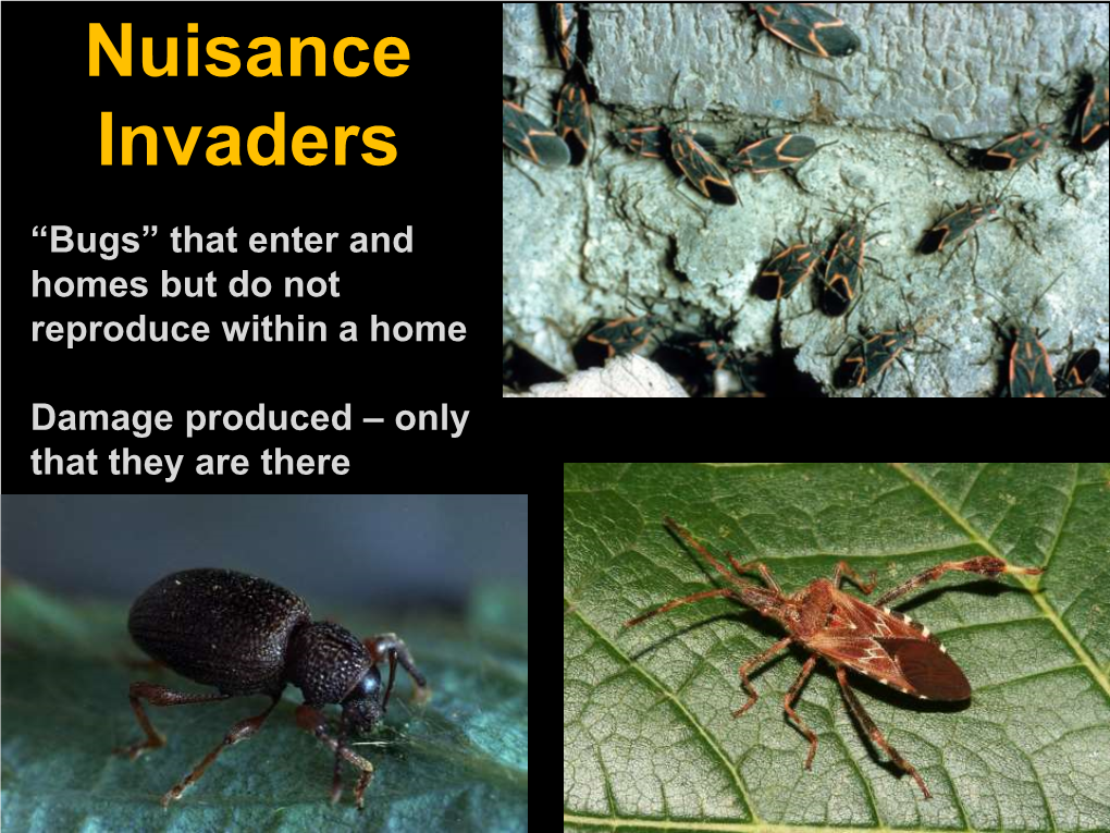 Nuisance Invaders