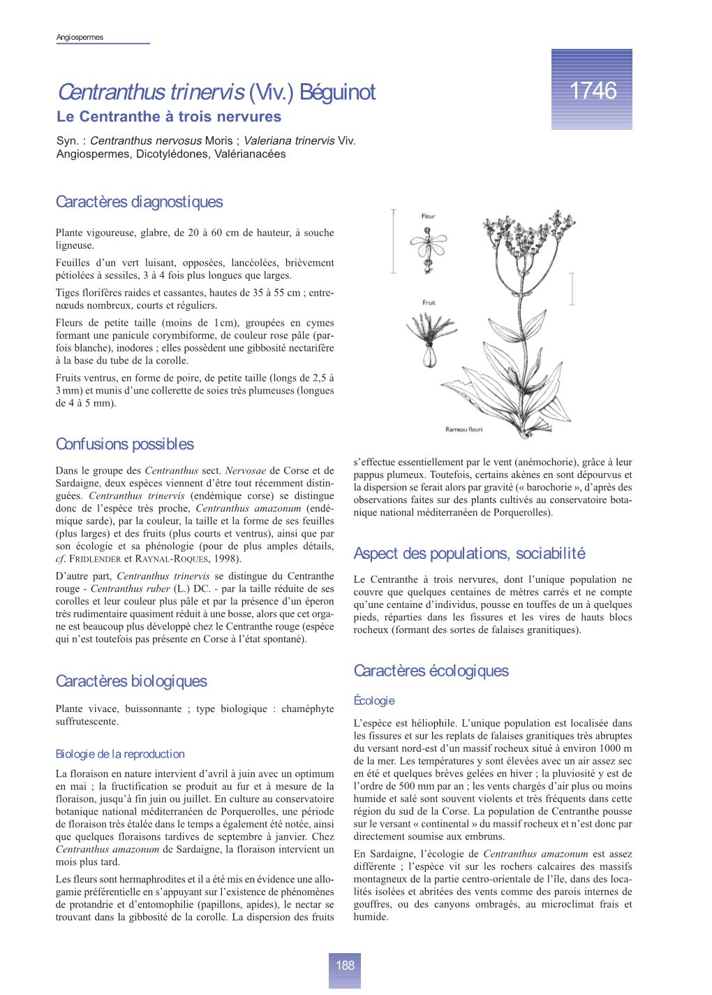 Centranthus Trinervis (Viv.) Béguinot 1746 Le Centranthe À Trois Nervures Syn