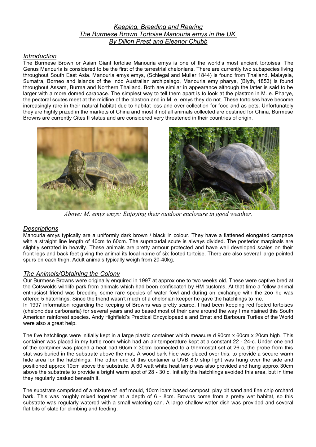 Keeping, Breeding and Rearing the Burmese Brown Tortoise Manouria Emys in the UK
