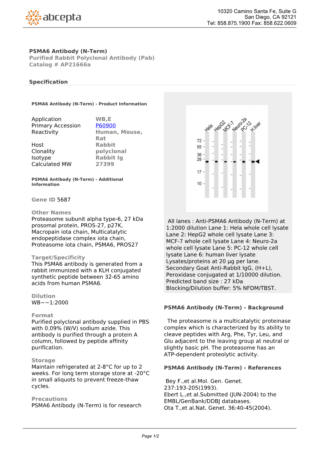 PSMA6 Antibody (N-Term) Purified Rabbit Polyclonal Antibody (Pab) Catalog # Ap21666a