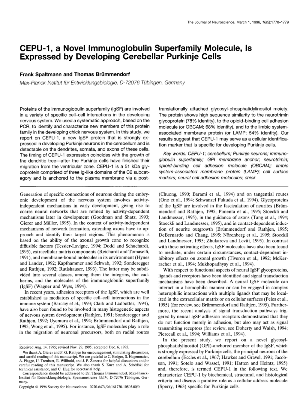 CEPU-1, a Novel Lmmunoglobulin Superfamily Molecule, Is Expressed by Developing Cerebellar Purkinje Cells