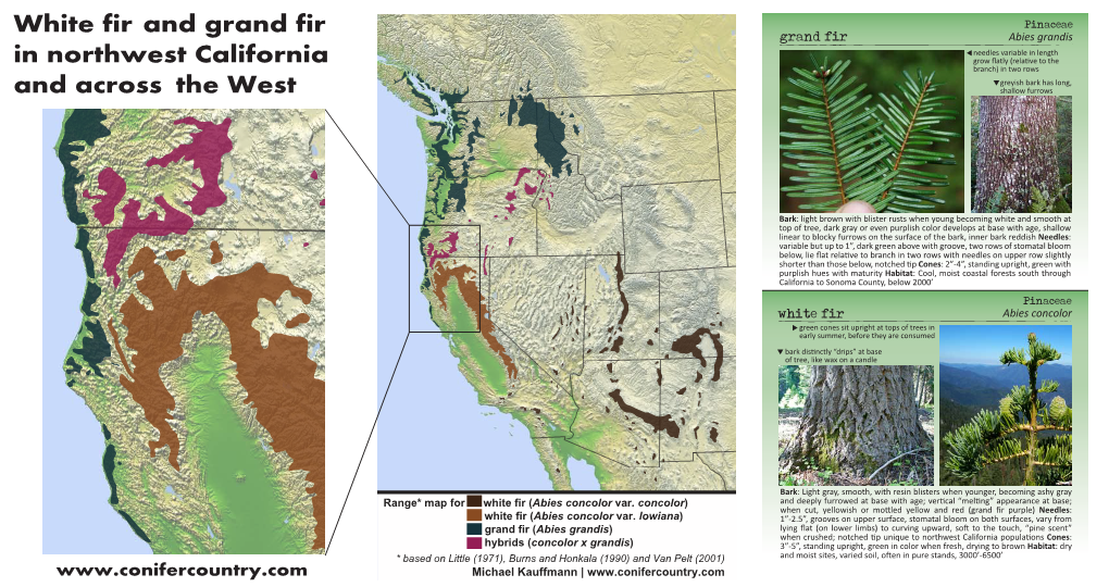 White Fir and Grand Fir in Northwest California and Across the West