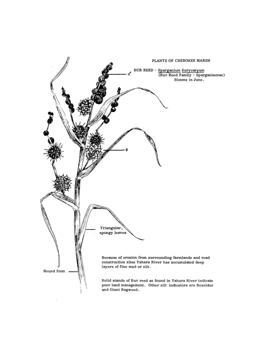 BUR REED - Spargaiiium Eurycarpum D (Bur Reed Family - Sparganiaceae) Blooms in June