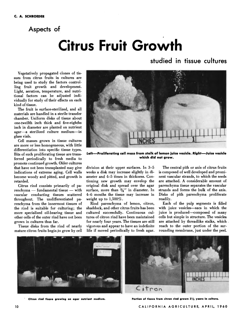 Aspects of Citrus Fruit Growth Studied in Tissue Cultures