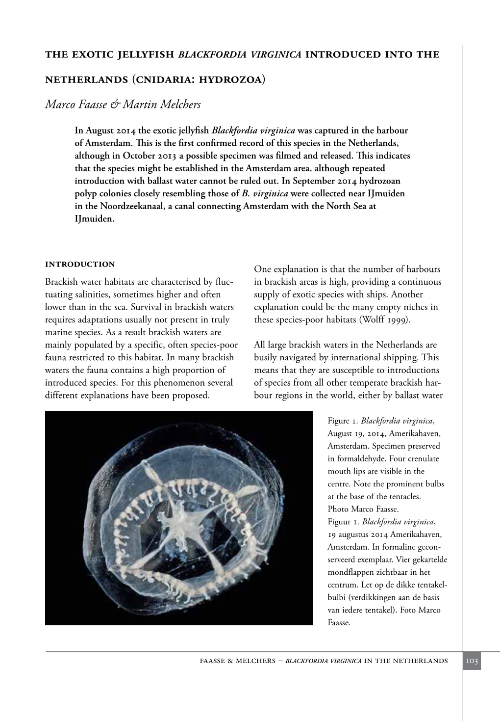 Cnidaria: Hydrozoa)