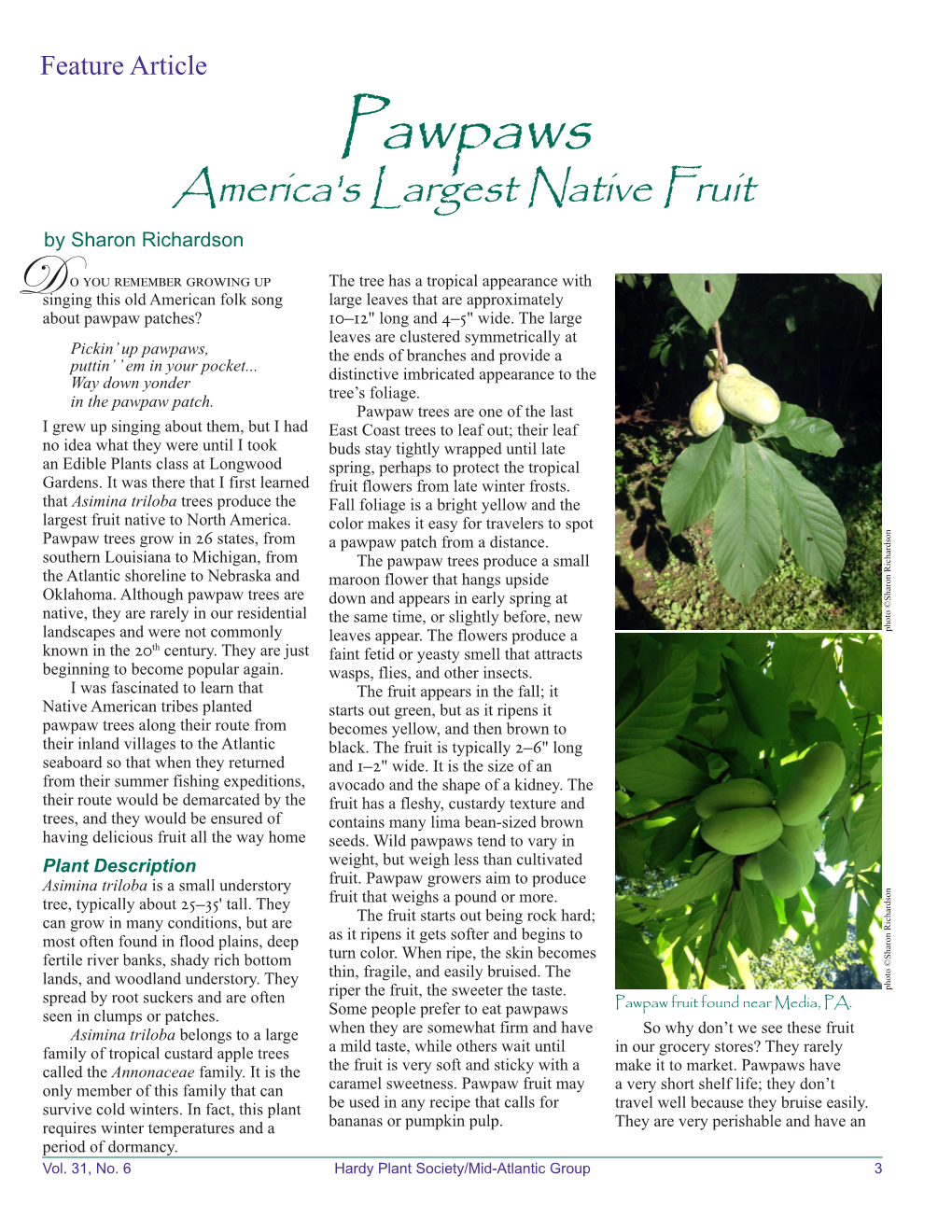 Pawpaws America's Largest Native Fruit