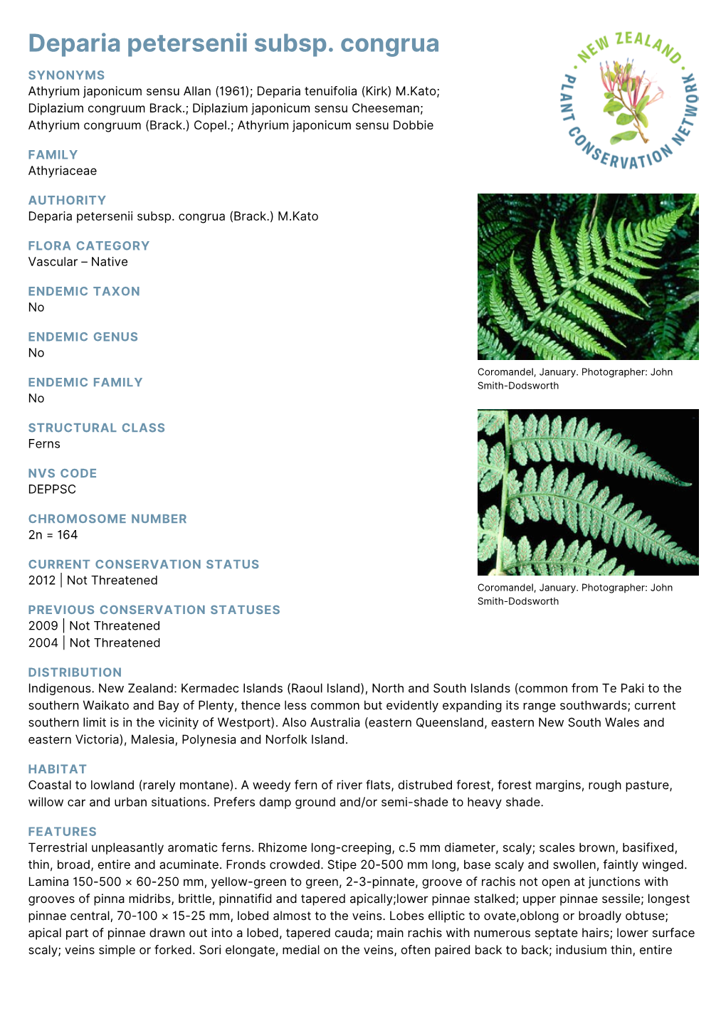 Deparia Petersenii Subsp. Congrua