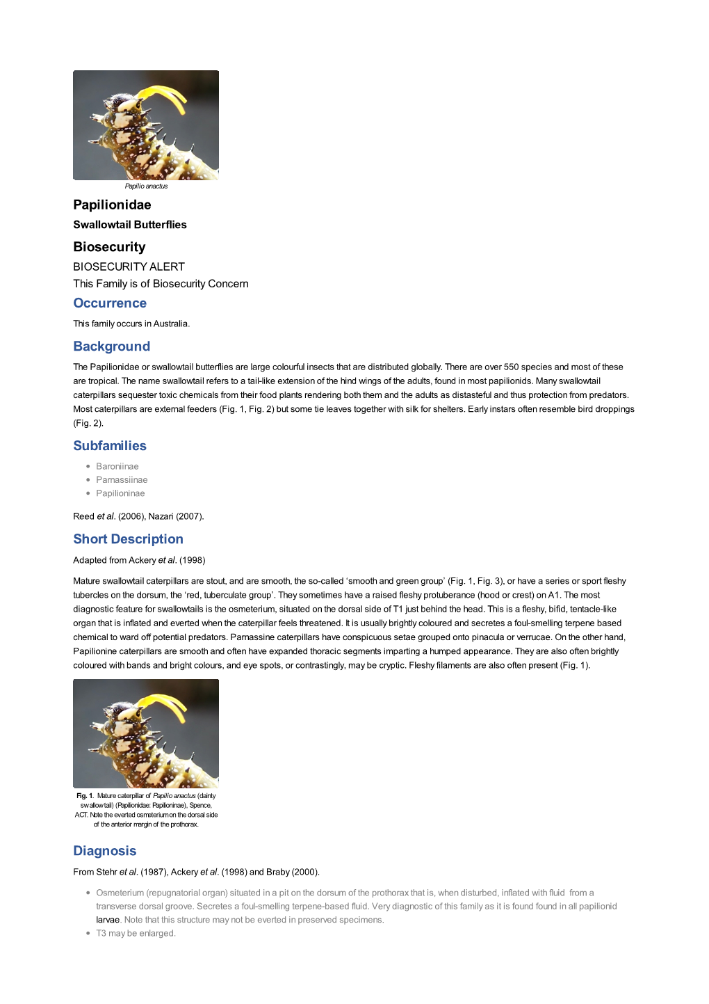 Papilionidae Biosecurity Occurrence Background Subfamilies Short Description Diagnosis