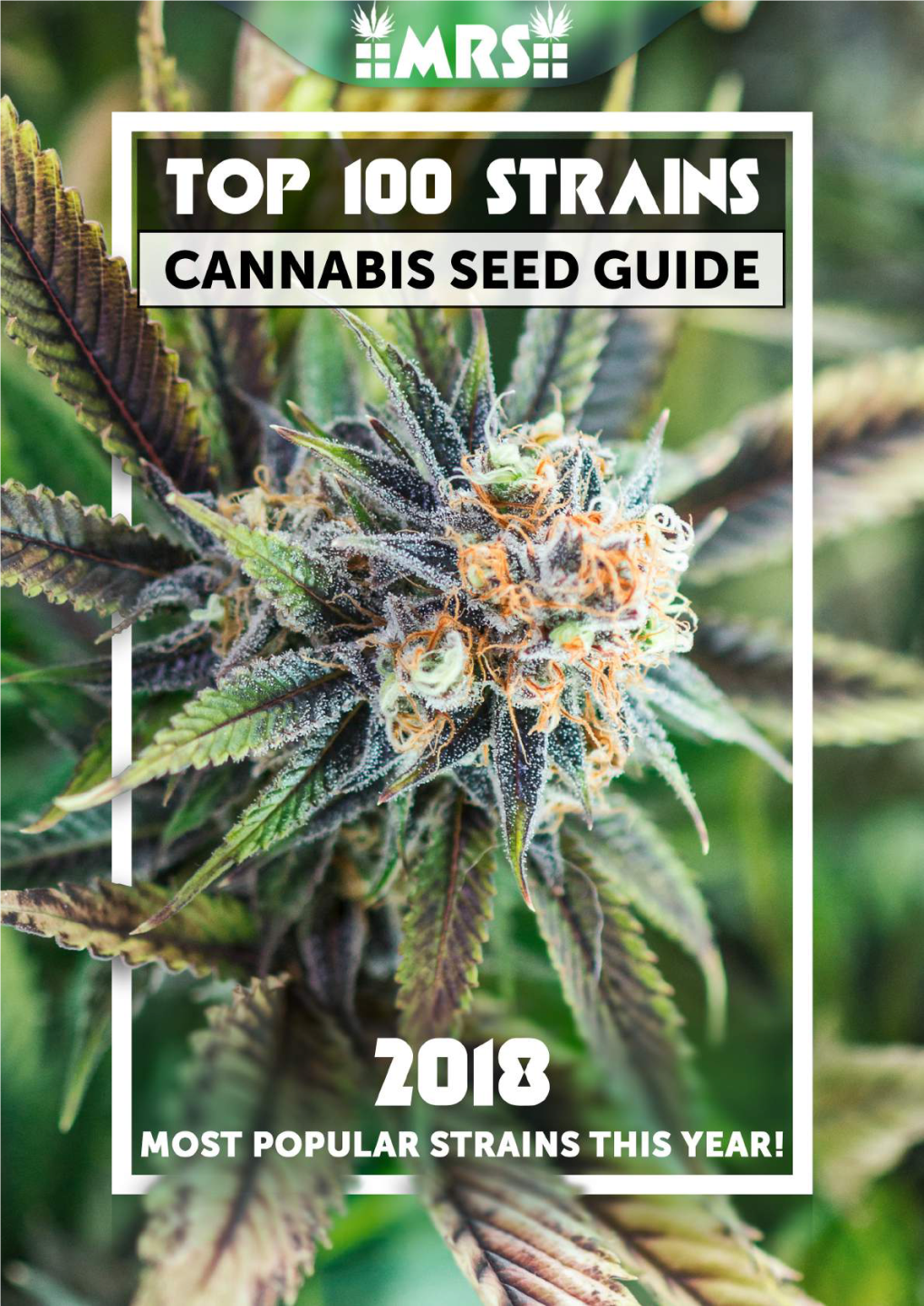 Top 100 Strains Cannabis Seed Guide 2018