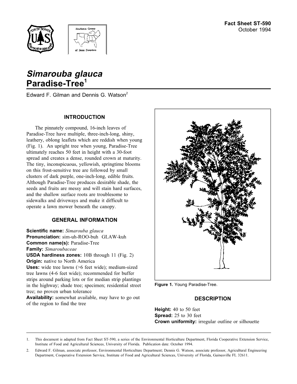 Simarouba Glauca Paradise-Tree1 Edward F