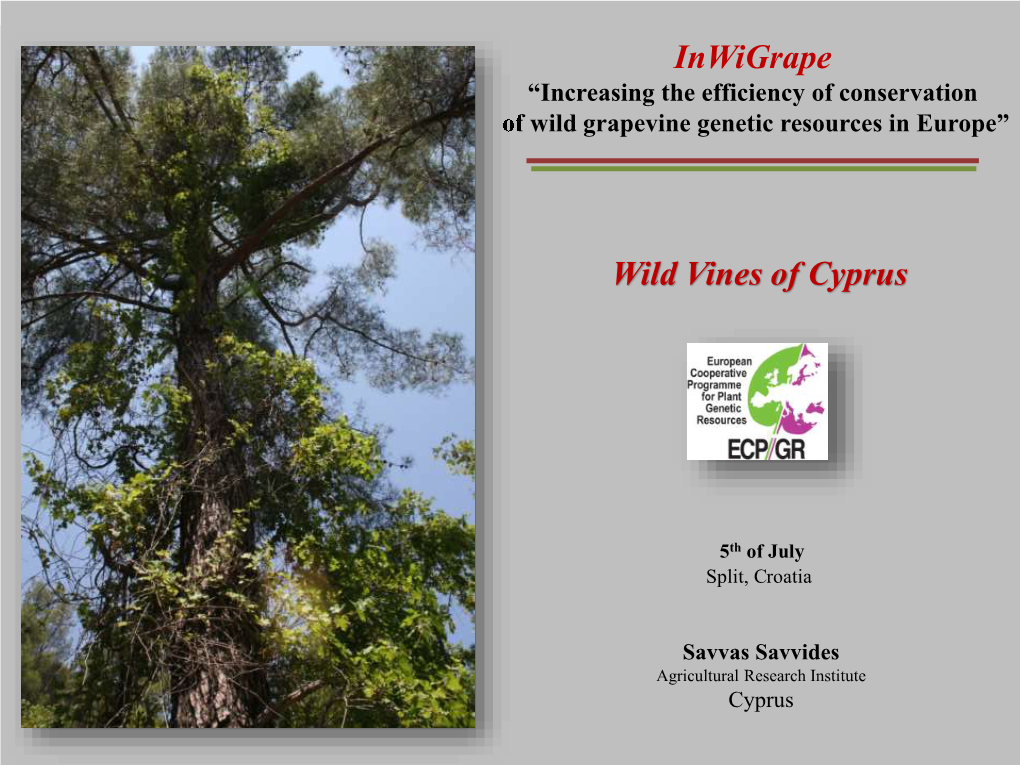 Wild Vines of Cyprus