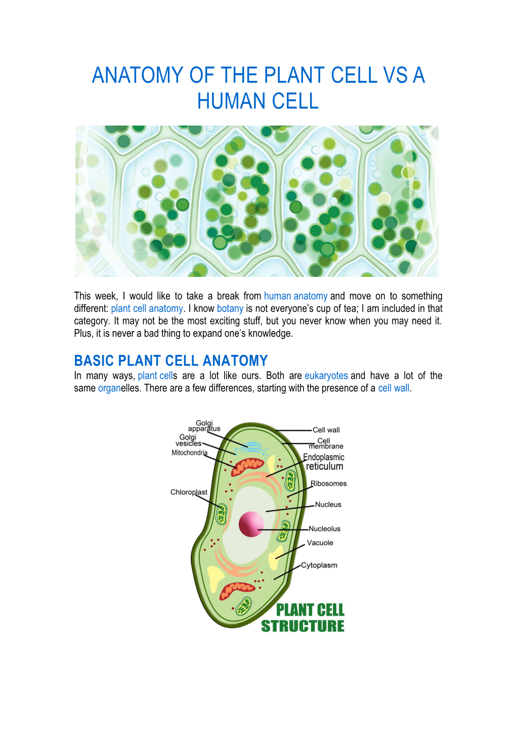 Anatomy of the Plant Cell Vs a Human Cell