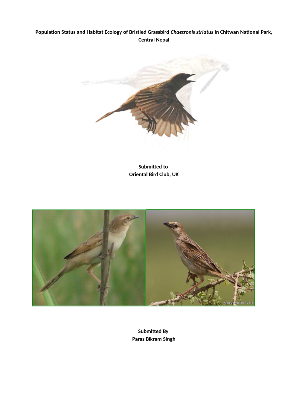 Population Status and Ecology of Bristled Grassbird Chaetornis Striatus in Chitwan National Park, Central Nepal