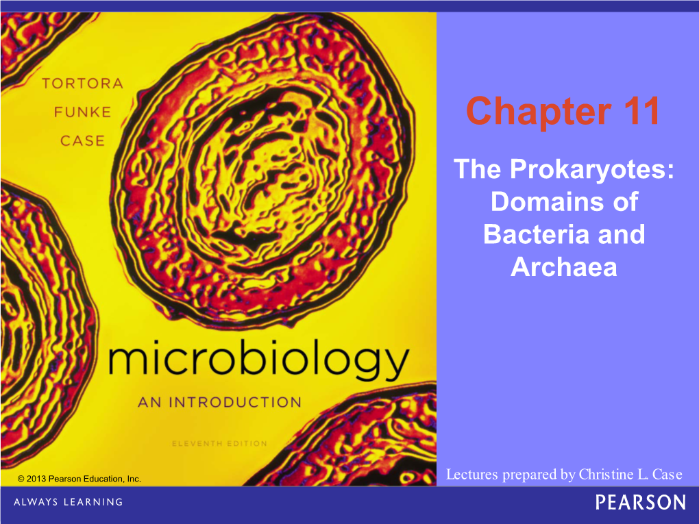 The Gammaproteobacteria