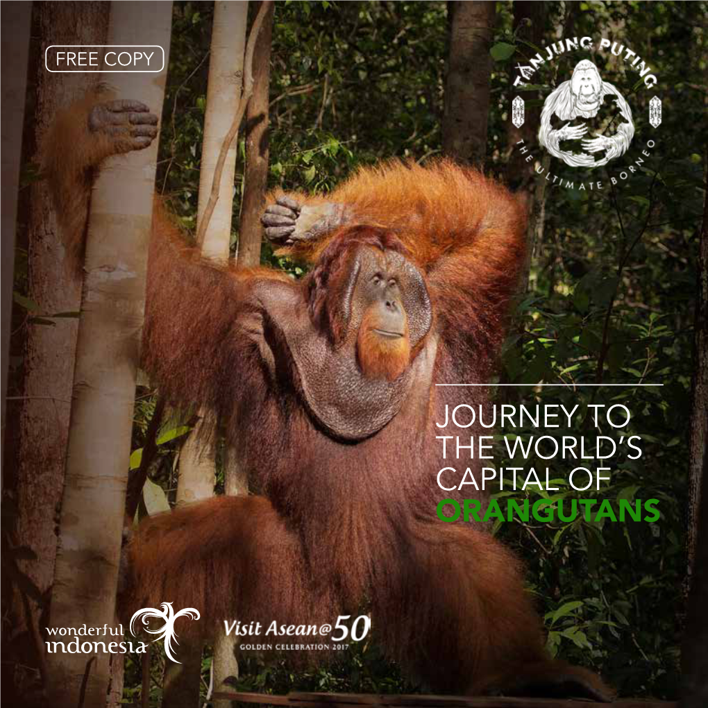 Journey to the World's Capital of Orangutans