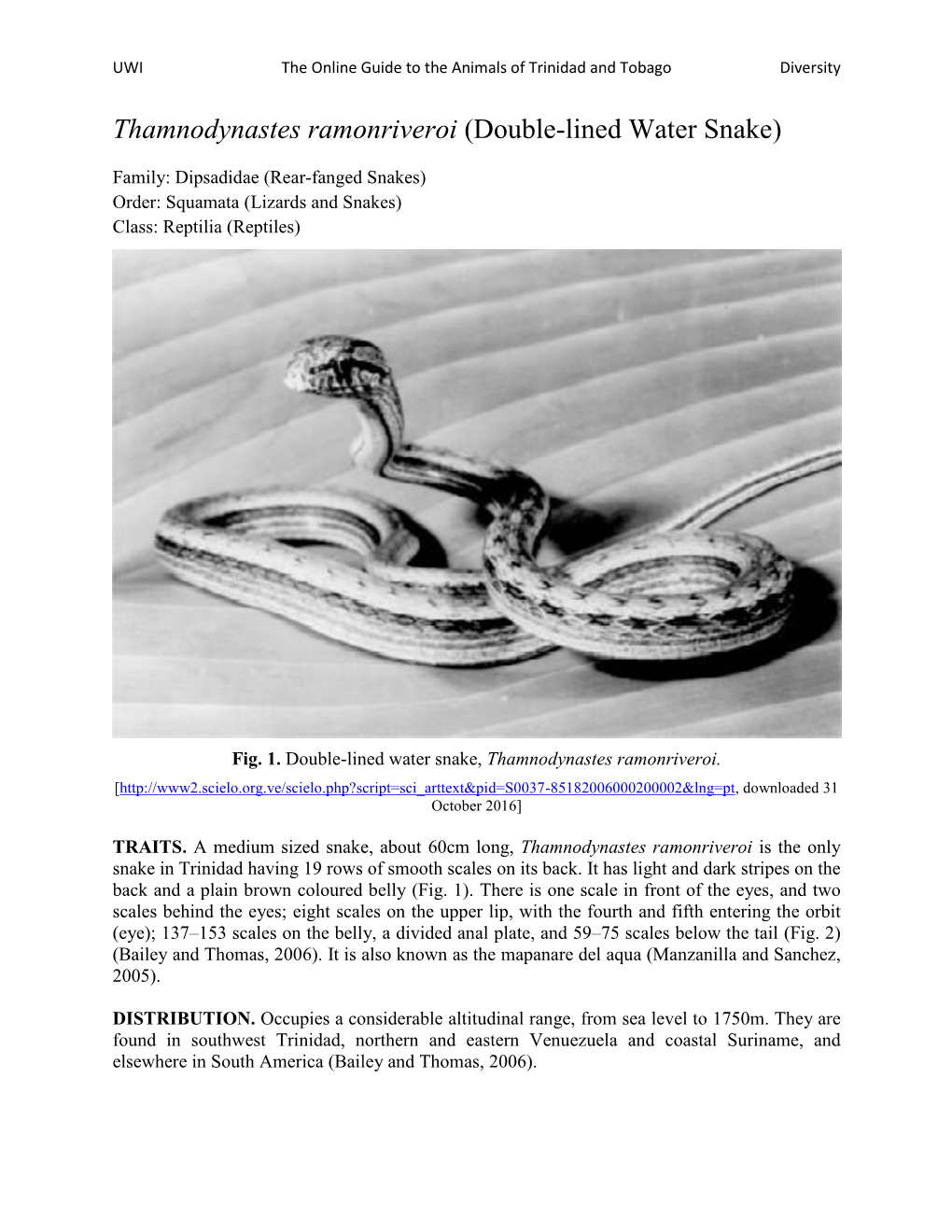 Thamnodynastes Ramonriveroi (Double-Lined Water Snake)