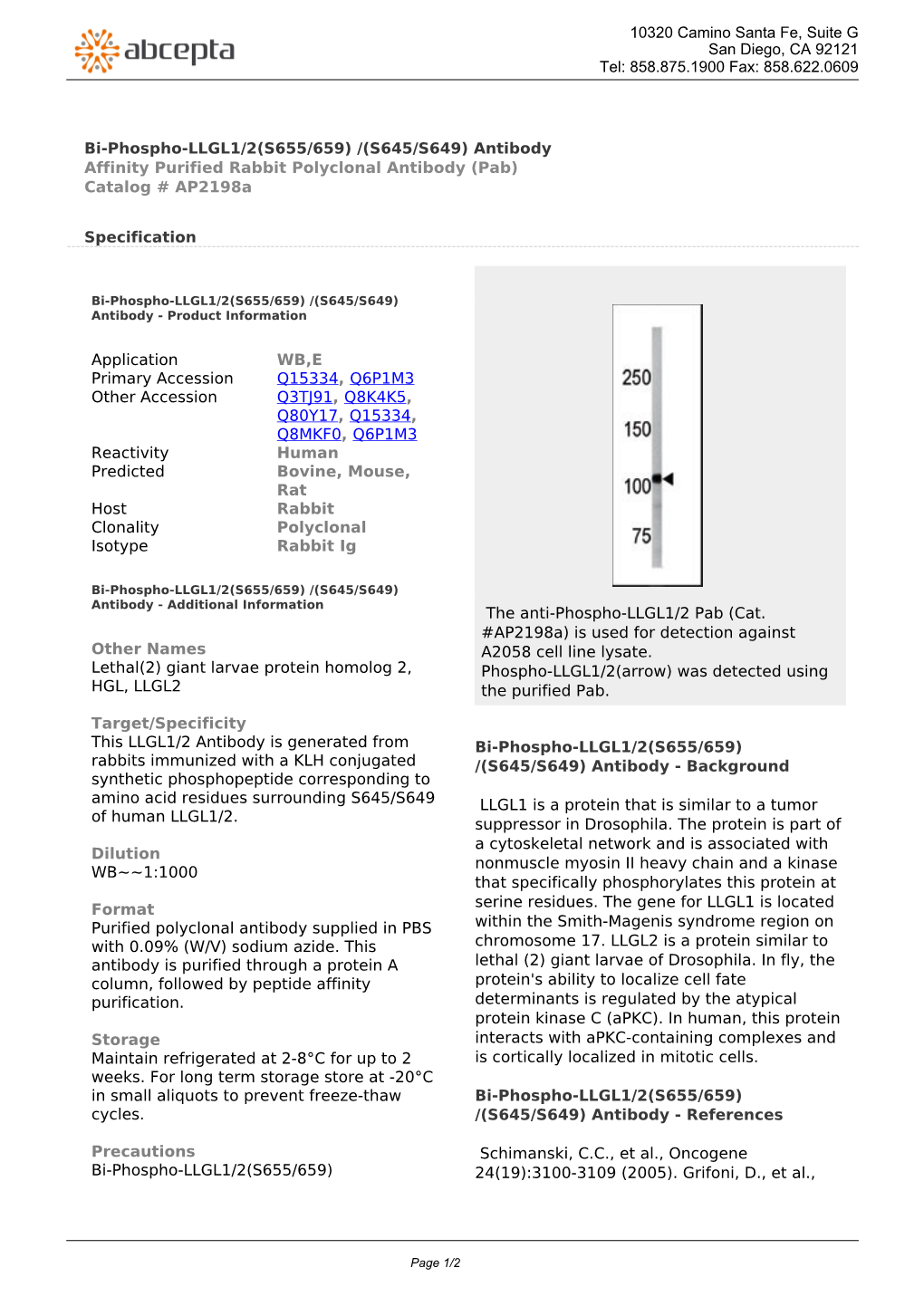 Bi-Phospho-LLGL1/2(S655/659) /(S645/S649) Antibody Affinity Purified Rabbit Polyclonal Antibody (Pab) Catalog # Ap2198a