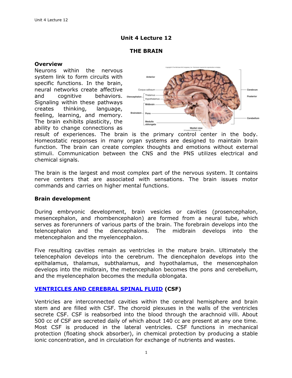 Unit 4 Lecture 12 the BRAIN Overview Neurons Within The