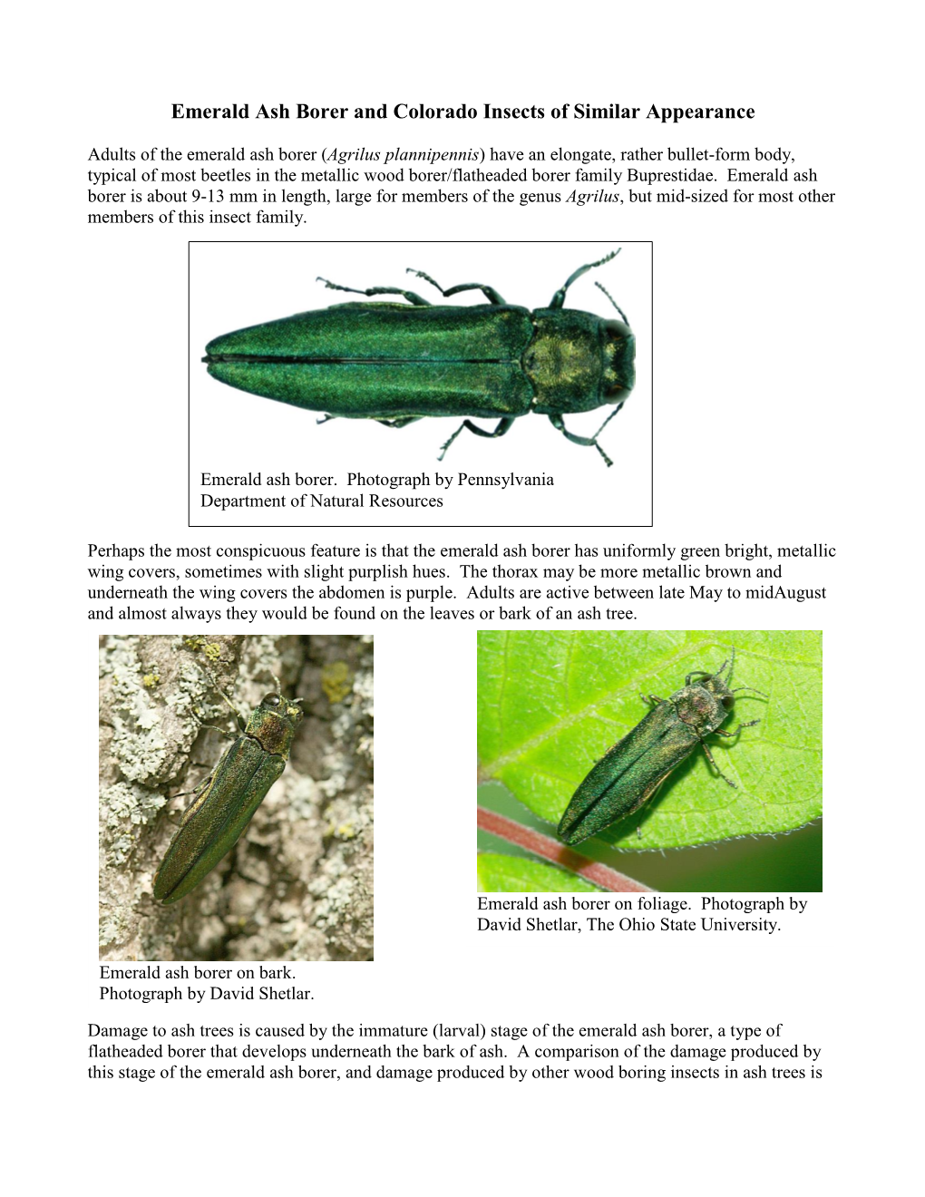 Emerald Ash Borer and Colorado Insects of Similar Appearance