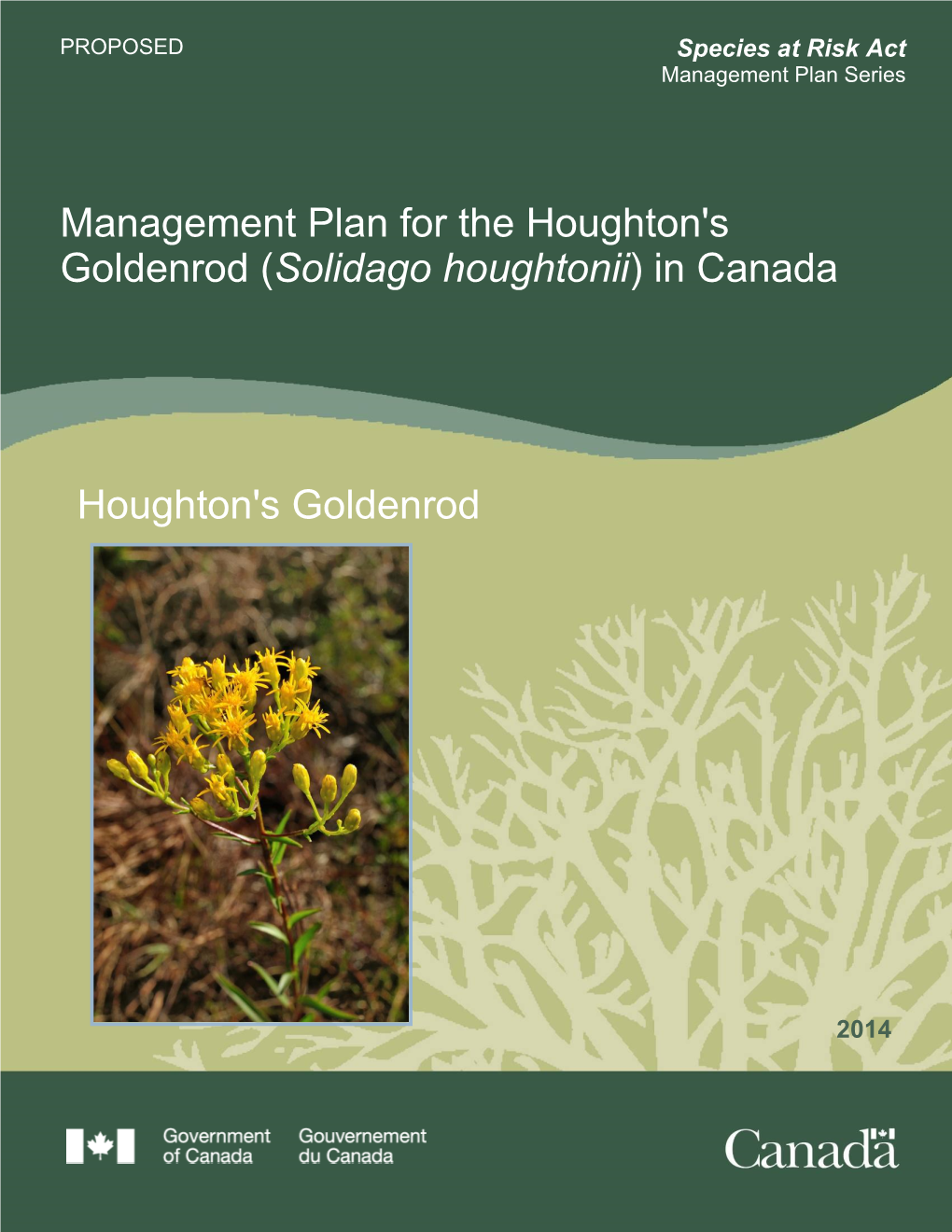 Houghton's Goldenrod (Solidago Houghtonii) in Canada