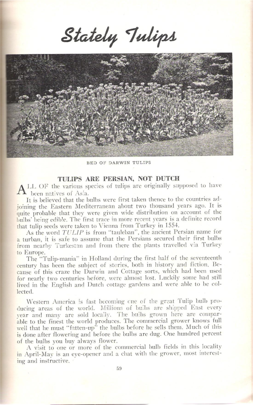 TULIPS ARE PERSIAN, NOT DUTCH LI, of the Various Species of Tulips Are Originally Supposed to Have a Been Natives of Asea