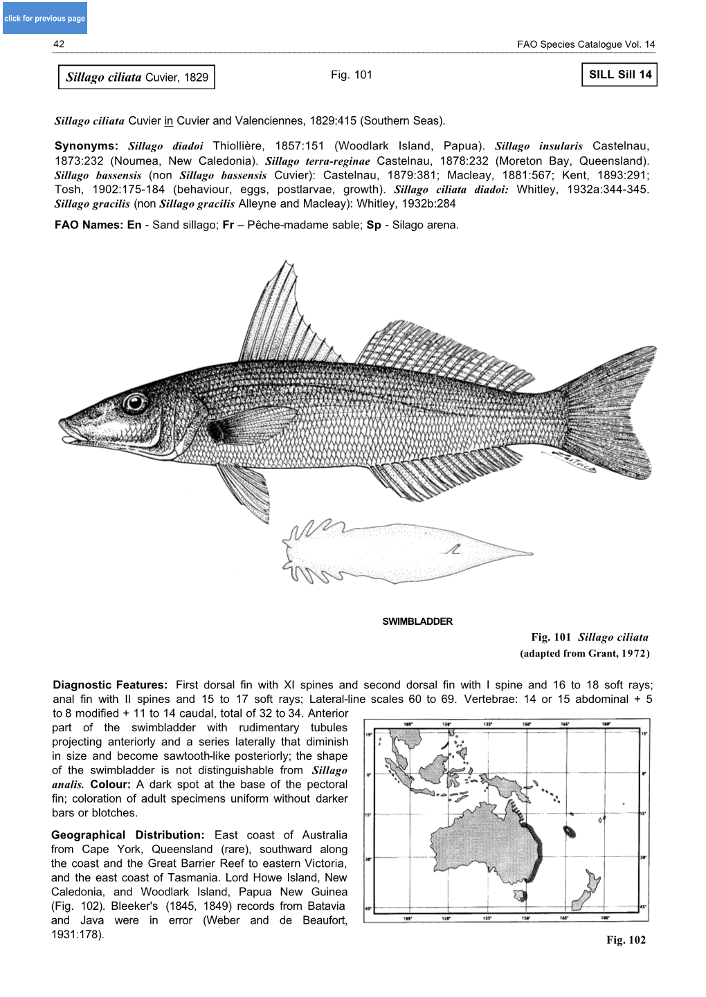 Sillago Ciliata Cuvier, 1829 Fig