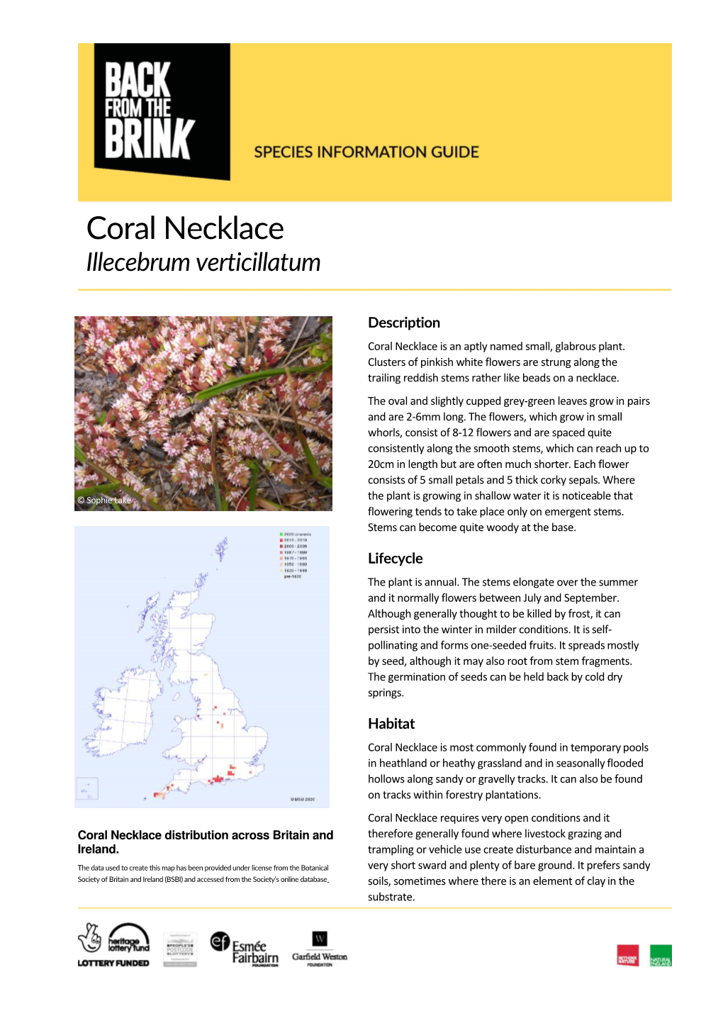 Coral Necklace (Illecebrum Verticillatum)