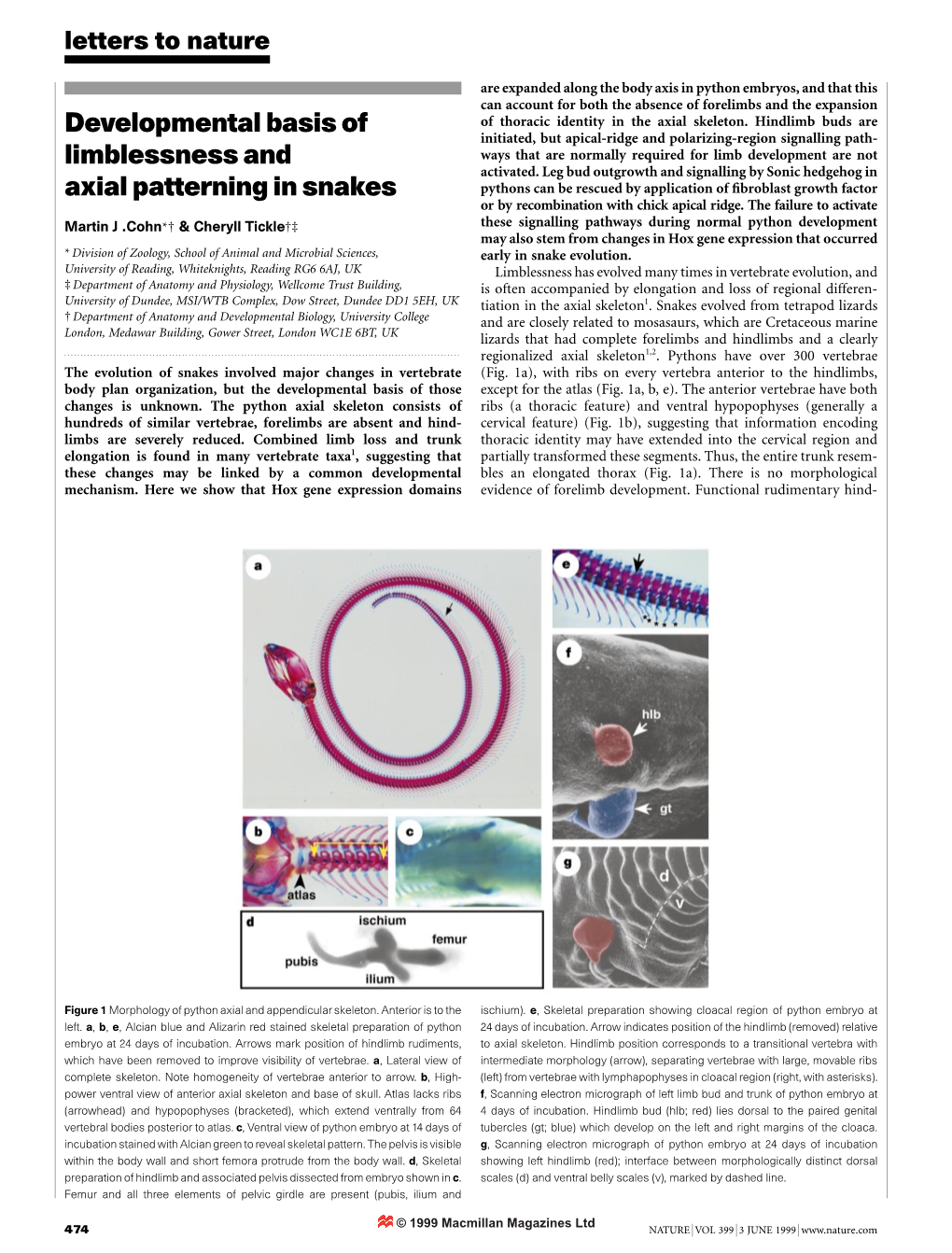 Developmental Basis of Limblessness and Axial Patterning in Snakes