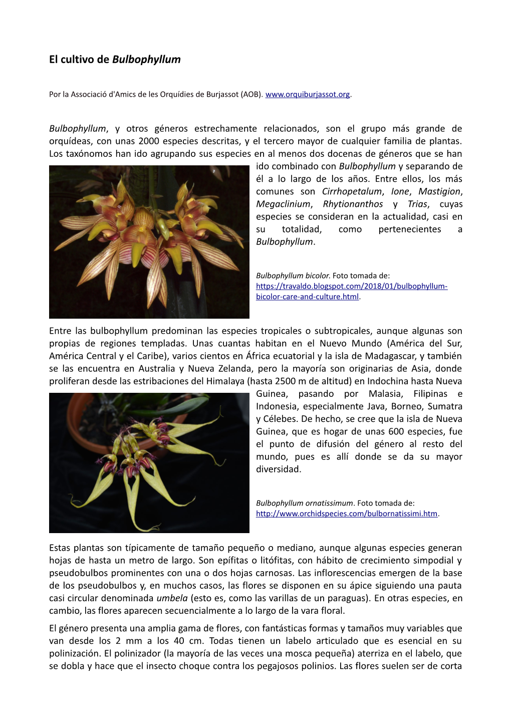 El Cultivo De Bulbophyllum