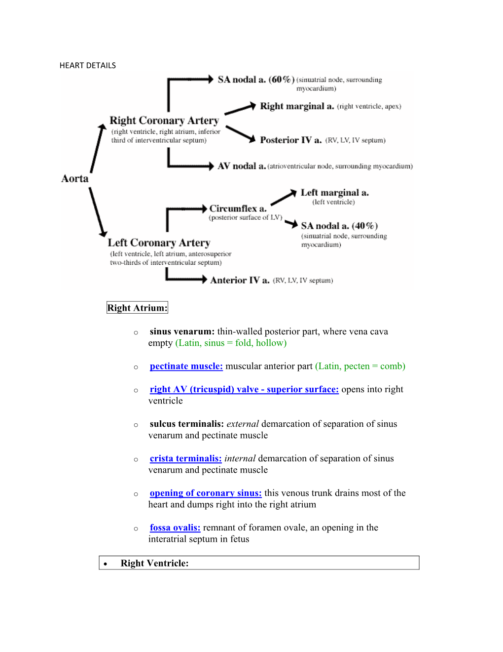Right Atrium: Sinus Venarum