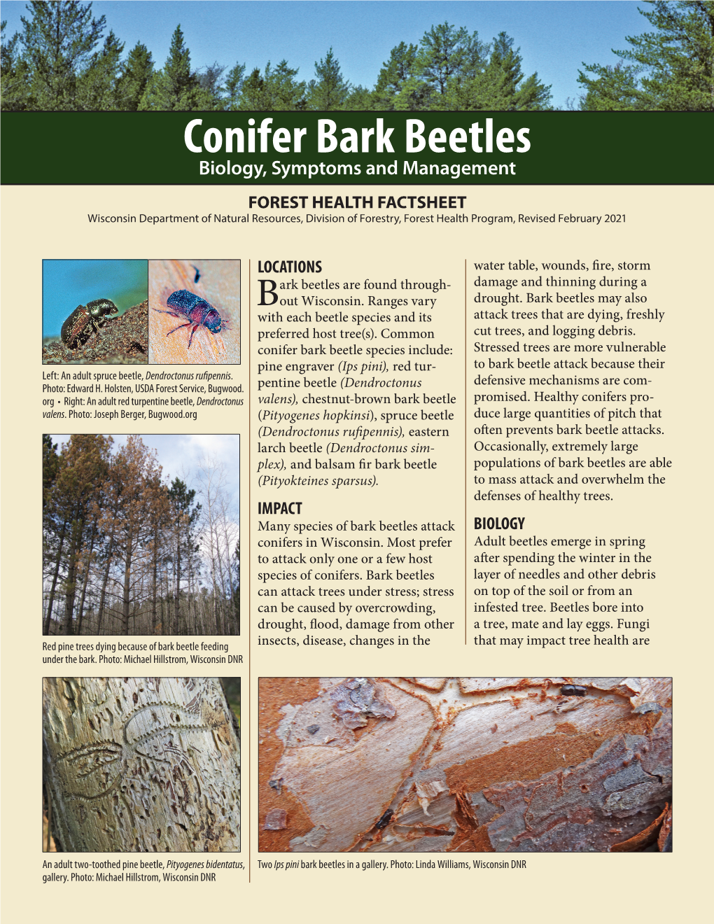 Conifer Bark Beetles