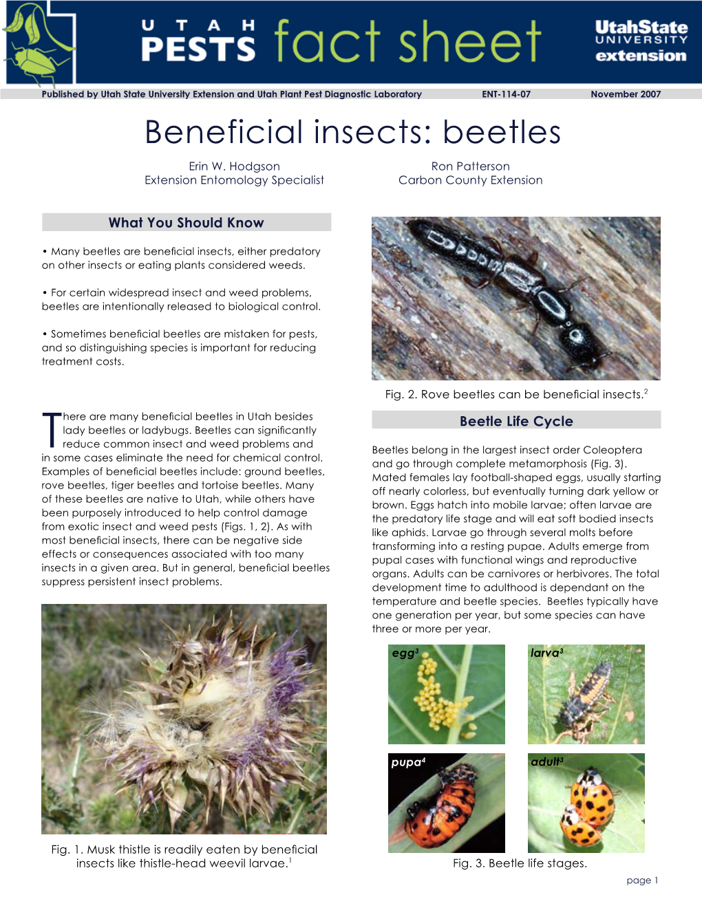 Beneficial Insects: Beetles Erin W